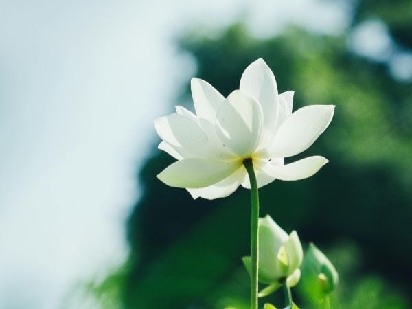 White lotus flower fully bloomed on a tall stem in a calm natural outdoor setting